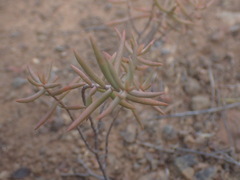 Crassula tetragona