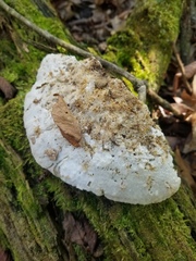 Tyromyces galactinus