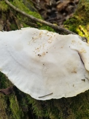 Tyromyces galactinus