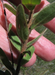 Lasiosiphon anthylloides