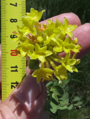 Lasiosiphon anthylloides