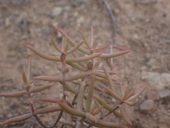 Crassula tetragona