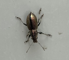 Naupactus tremolerasi