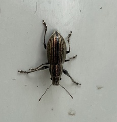Naupactus tremolerasi