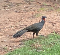 Penelope superciliaris