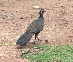 Penelope superciliaris