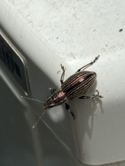 Naupactus tremolerasi
