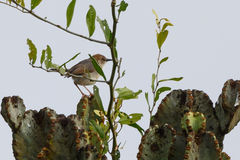 Cisticola cantans