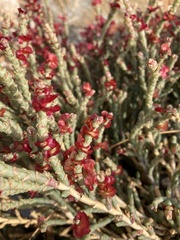 Anabasis articulata