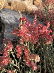 Anabasis articulata