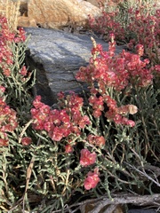Anabasis articulata