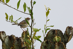 Cisticola cantans