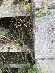 Geranium robertianum