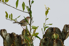 Cisticola cantans
