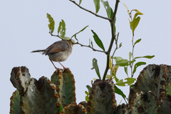 Cisticola cantans