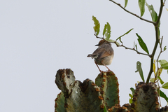 Cisticola cantans