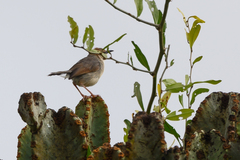 Cisticola cantans