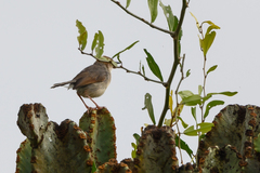 Cisticola cantans