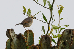 Cisticola cantans