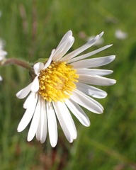 Afroaster hispidus
