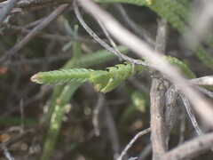 Crassula muscosa