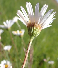 Afroaster hispidus