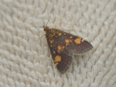 Pyrausta aurata