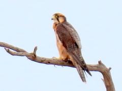 Falco biarmicus biarmicus