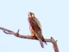 Falco biarmicus biarmicus