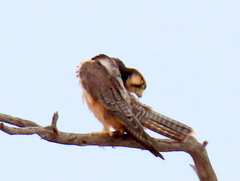 Falco biarmicus biarmicus