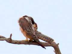 Falco biarmicus biarmicus