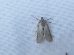 Acentria ephemerella