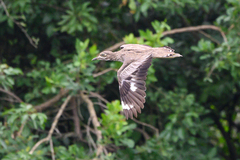 Burhinus vermiculatus