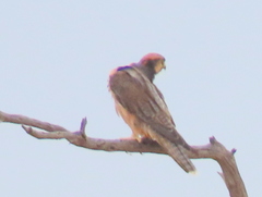 Falco biarmicus biarmicus