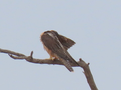 Falco biarmicus biarmicus