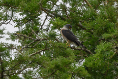 Accipiter minullus