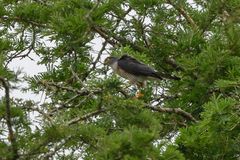 Accipiter minullus
