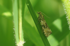 Syricoris lacunana