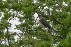 Accipiter minullus