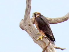 Falco biarmicus biarmicus