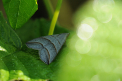 Colobochyla salicalis