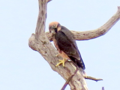 Falco biarmicus biarmicus