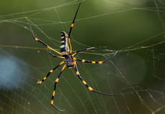 Trichonephila senegalensis