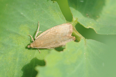 Celypha