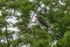 Accipiter minullus