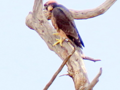 Falco biarmicus biarmicus