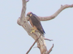 Falco biarmicus biarmicus