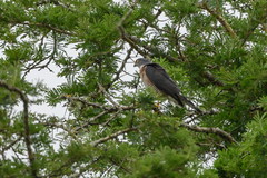 Accipiter minullus