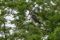 Accipiter minullus