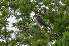 Accipiter minullus